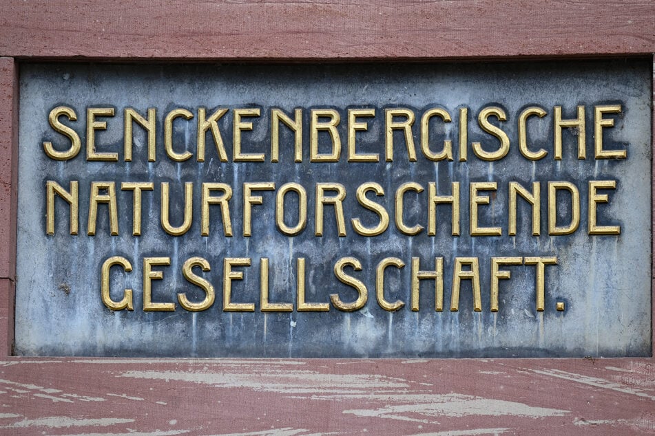 Die Senckenberg Gesellschaft für Naturforschung war maßgeblich an der Forschung beteiligt.