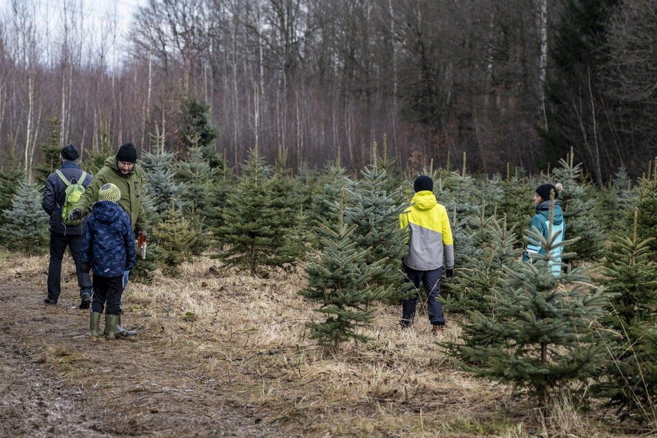 An verschiedenen Orten rund um Leipzig kann man sich seinen liebsten Baum aussuchen und selbst schlagen.