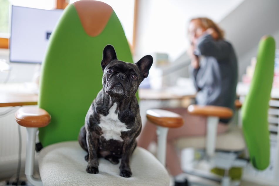 Bulldogge Klärchen ist als Kollegin sehr beliebt.