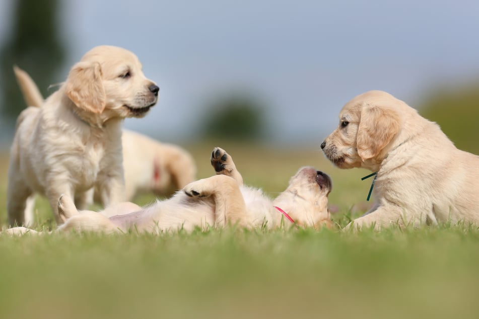 Erinnern sich Hundegeschwister aneinander, wenn sie sich nach Jahren wieder begegnen?