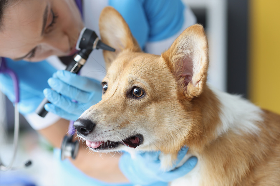 Clean your dog's ears at least once every two weeks to keep your dog clean and healthy.