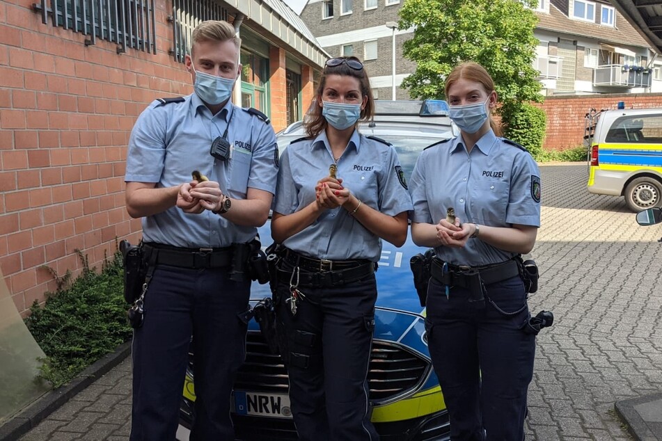 Die Polizisten haben die Entenküken im Streifenwagen in Sicherheit gebracht und bei einer Wildvogelstation abgegeben.
