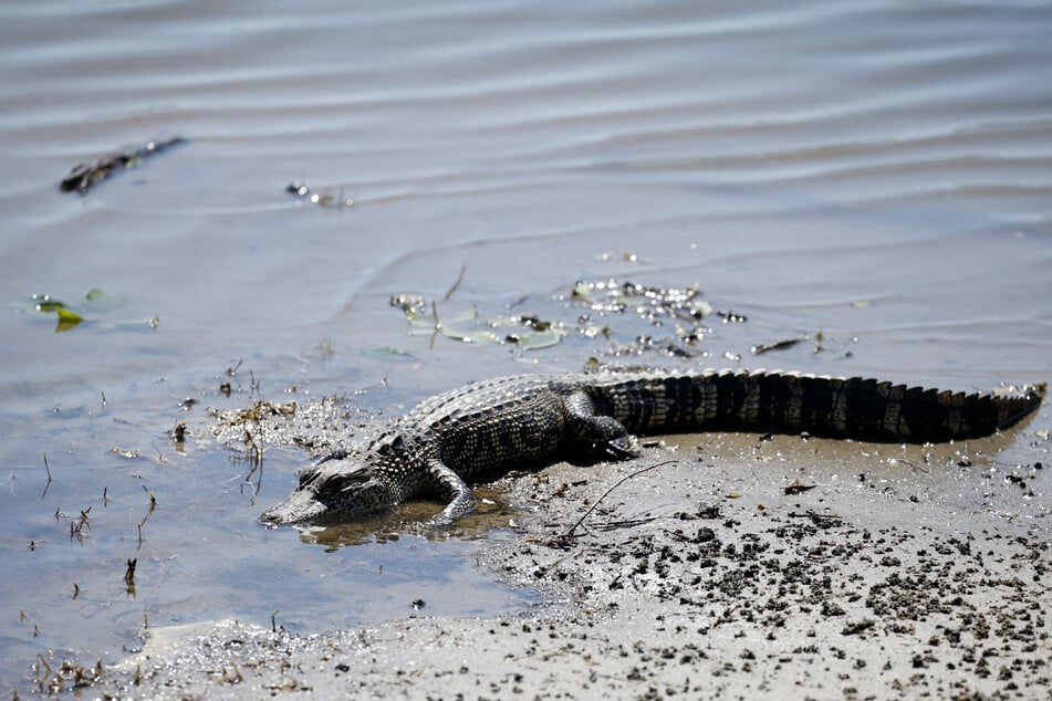 Zwei Menschen verlieren jedes Jahr bei Krokodil-Attacken ihr Leben. (Symbolbild)