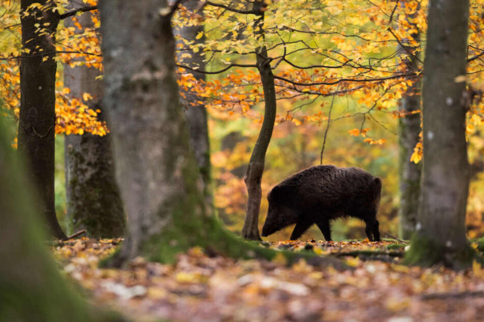 Der 40-Jährige ist öfter im Wald unterwegs. Jetzt fand er dort jede Menge Drogen. (Symbolbild)