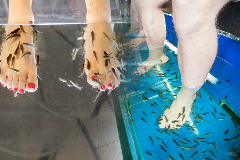 Gesundheitsamt Warnt Ansteckung Mit Hiv Bei Fisch Pedikure Moglich Tag24