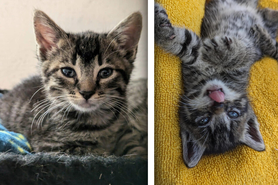 Die Katzenbabys Schnitte und Stulle warten im Tierheim Stendal auf ein Zuhause.