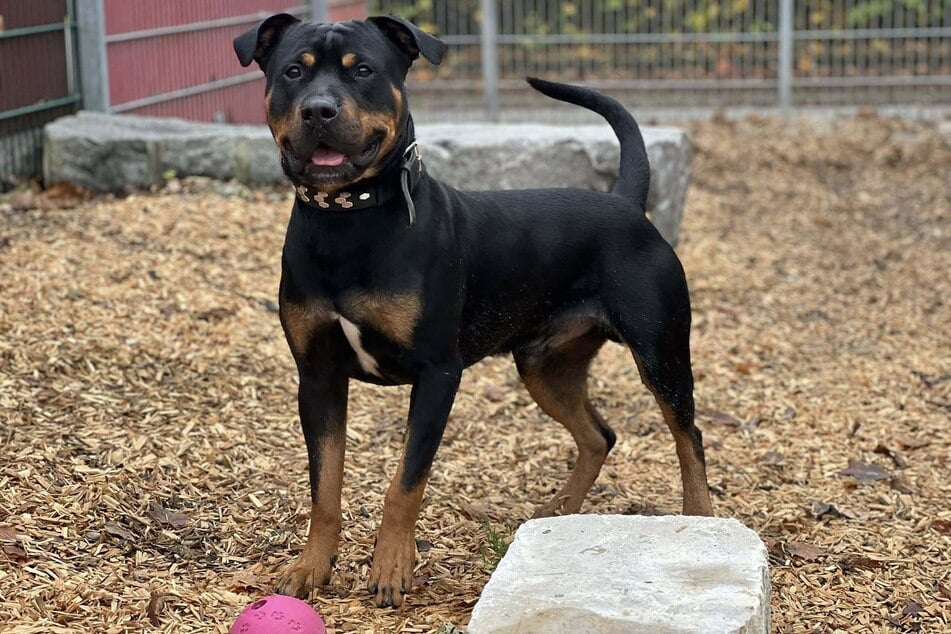 Ronny ist unter guter Führung ein verlässlicher und loyaler Begleiter.