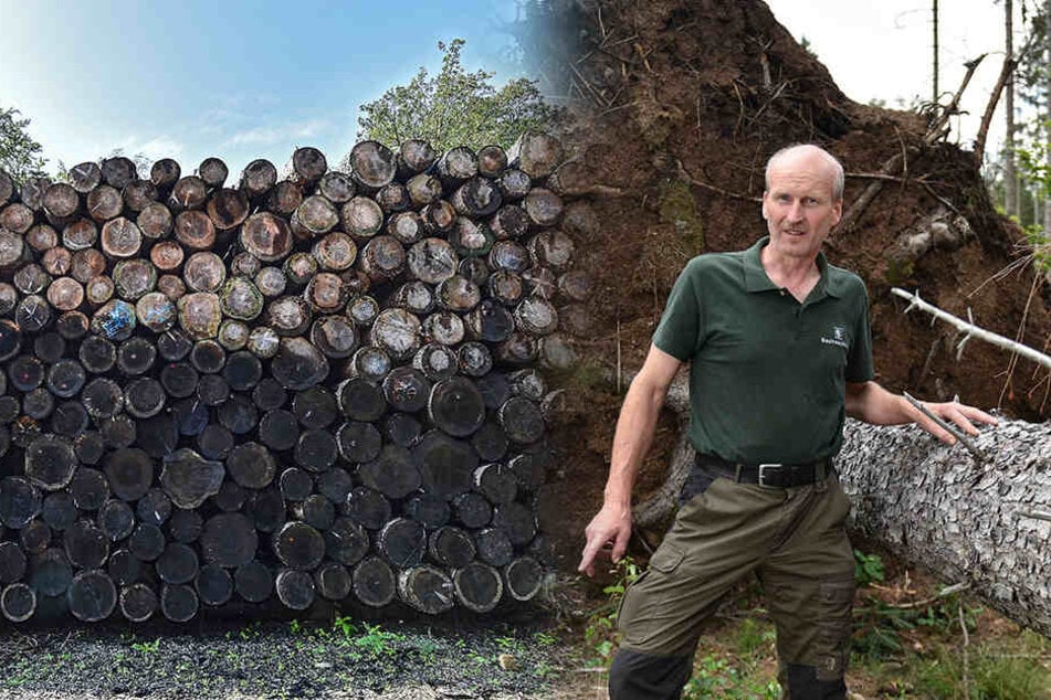 Sturmbruch, Borkenkäfer und Trockenheit! Heide-Bäume werden als Brennholz verramscht