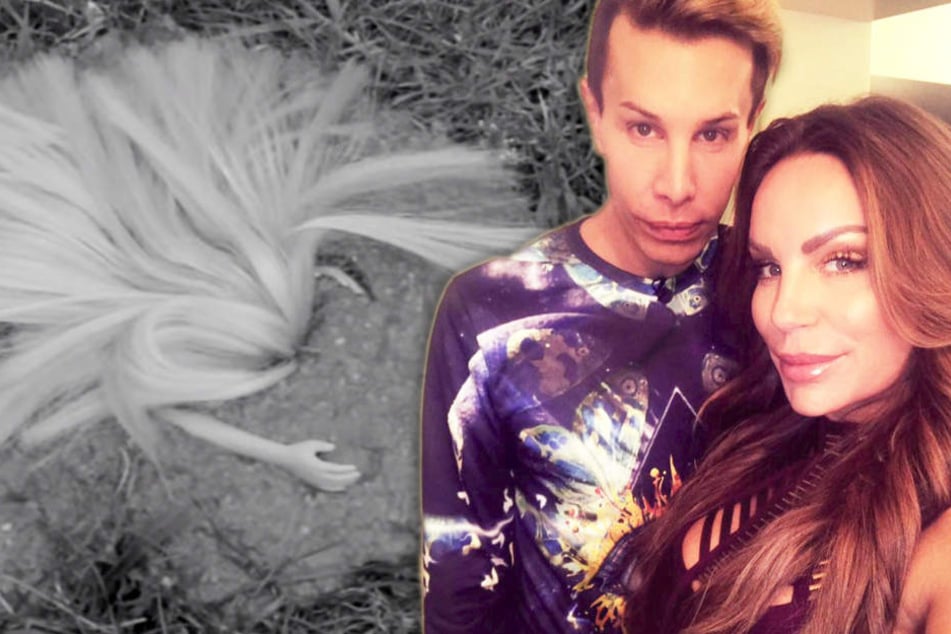 Haut Florian Wess Gina-Lisa hier richtig in die Sch****?