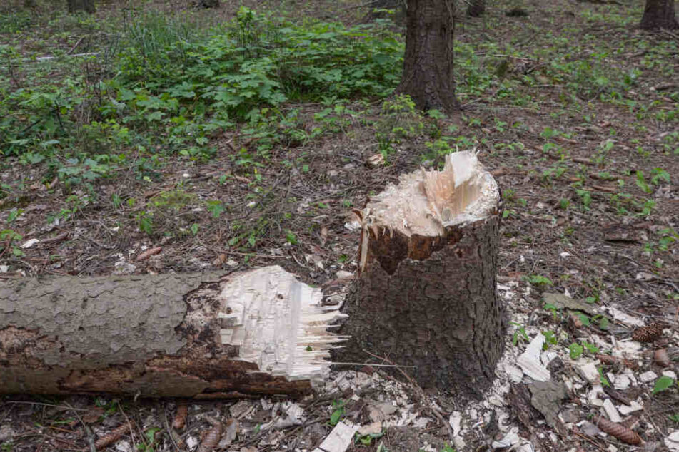 Die frischen Baumstümpfe der gefällten Bäume im Hambacher Forst.