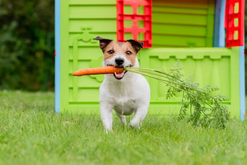 Ein veganer Hund? Dieses ungewöhnliche Bild könnte in Zukunft gang und gäbe werden, betrachtet man die dahingehenden Trends.