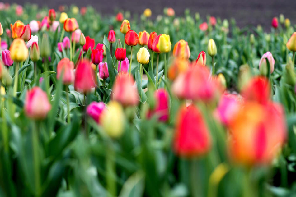 Für Blumenfreunde wird es am Wochenende eher ungemütlich.