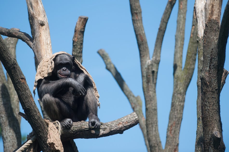 Im Zoo Magdeburg entsteht derzeit ein neues Außengehege für die Schimpansen. (Symbolfoto)