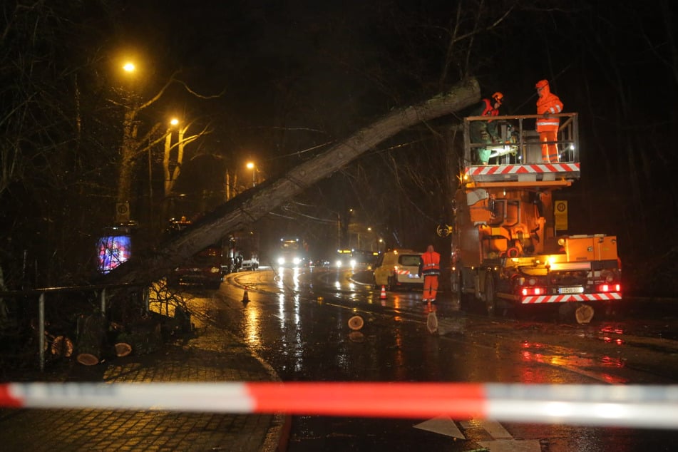 Dieser umgerissene Baum sorgt in Dresden derzeit für Stress.