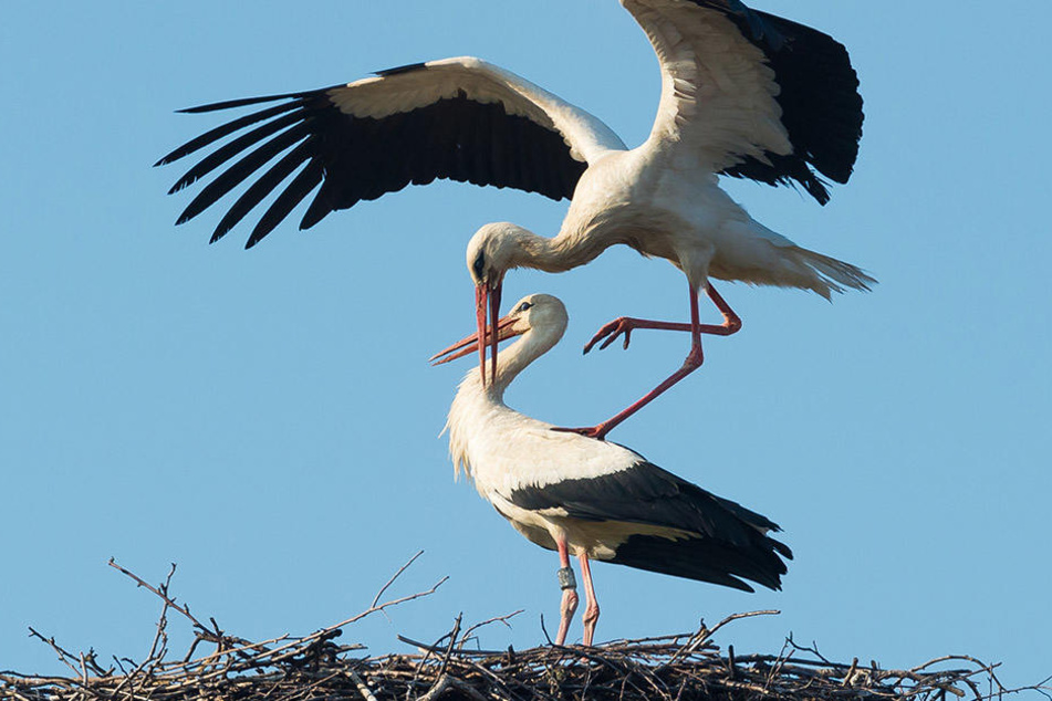 Ein Weißstorch-Pärchen bei der Paarung. Durch Horstkämpfe kam es 2016 in Sachsen zu Population-Verlusten im Gegensatz zum Vorjahr.