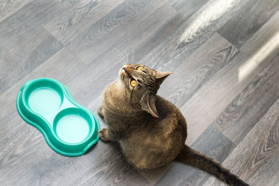 Eine hungrige Katze kommt zeitiger von einem Freigang zurück.
