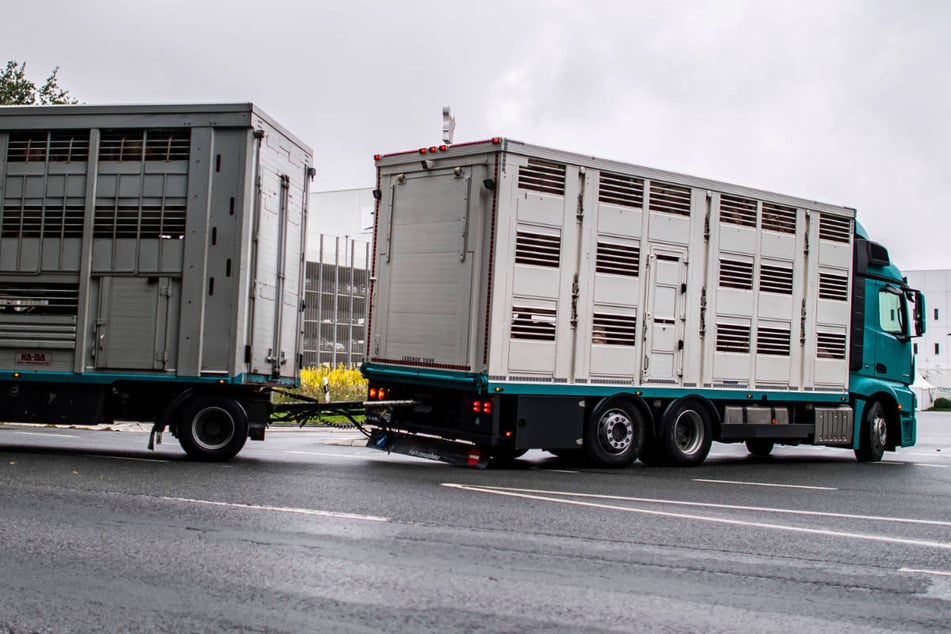 Der Viehtransporter ist beim Gegenlenken umgekippt. (Symbolfoto)