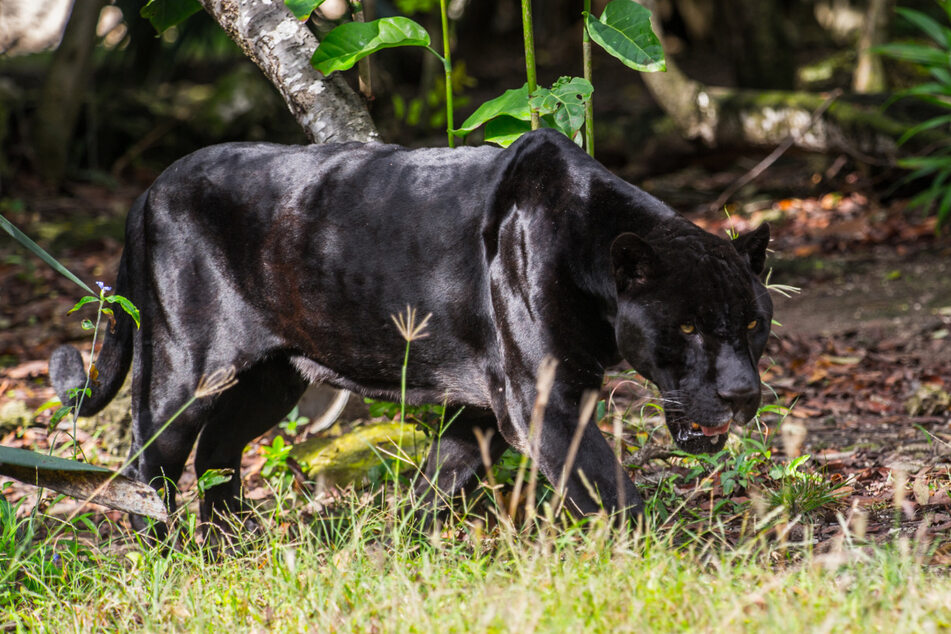 Dorfbewohner in Angst! Offenbar schwarzer Panther gesichtet TAG24