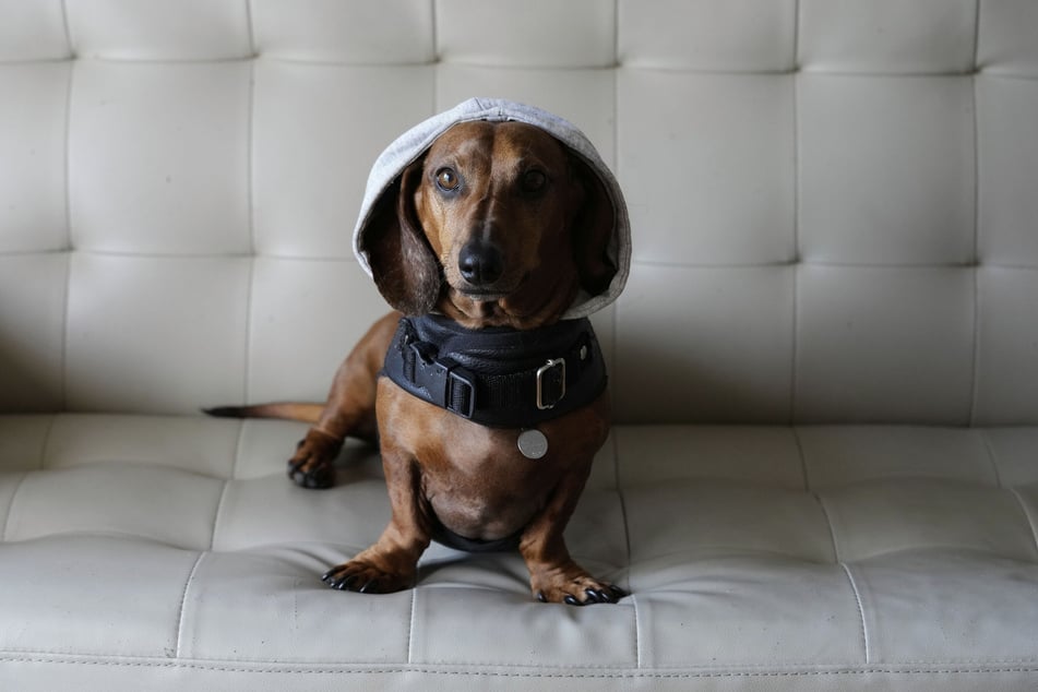 Der wachsame Dackel hat sein Herrchen vor einem Einbrecher beschützt. (Symbolbild)
