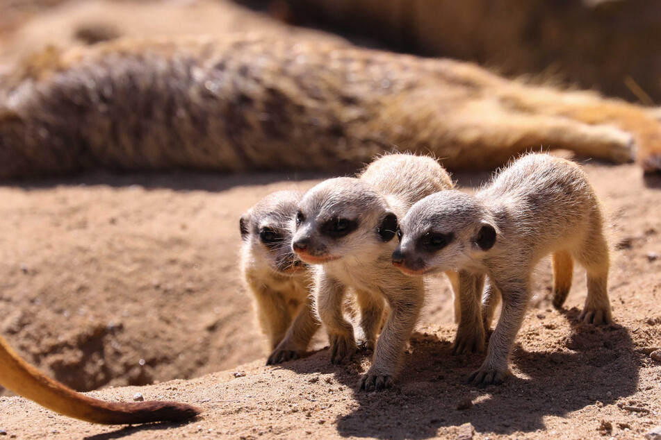Sooo niedlich! Der Erdmännchen-Nachwuchs im Dresdner Zoo erkundet neugierig das Außengehege.