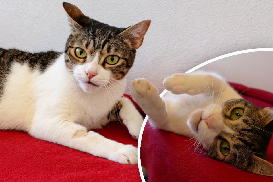 Katze nach Tod von Besitzer ganz allein: Wird "Sunshine" je wieder froh?
