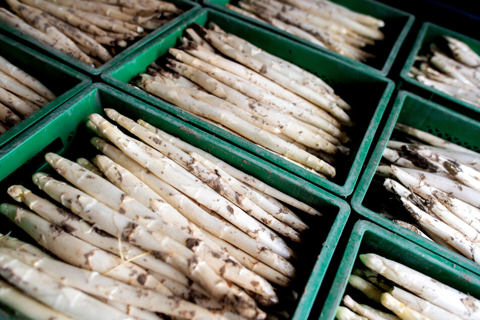 Im Ländle wird Spargel hauptsächlich rund um Freiburg sowie zwischen Baden-Baden und Mannheim angebaut. (Symbolbild)