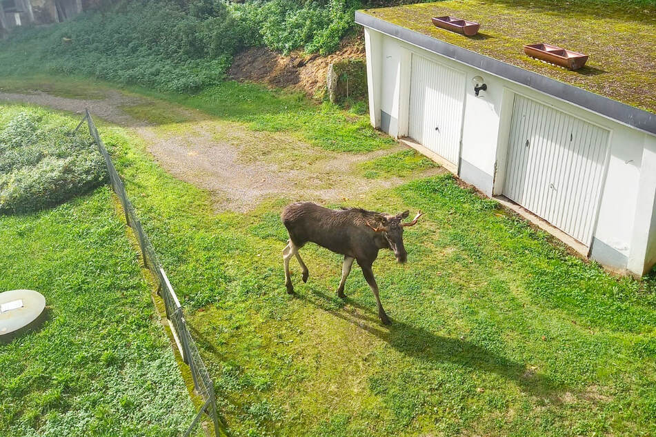 Offenbar hat sich das Tier recht wohlgefühlt im Garten der Rentnerin.