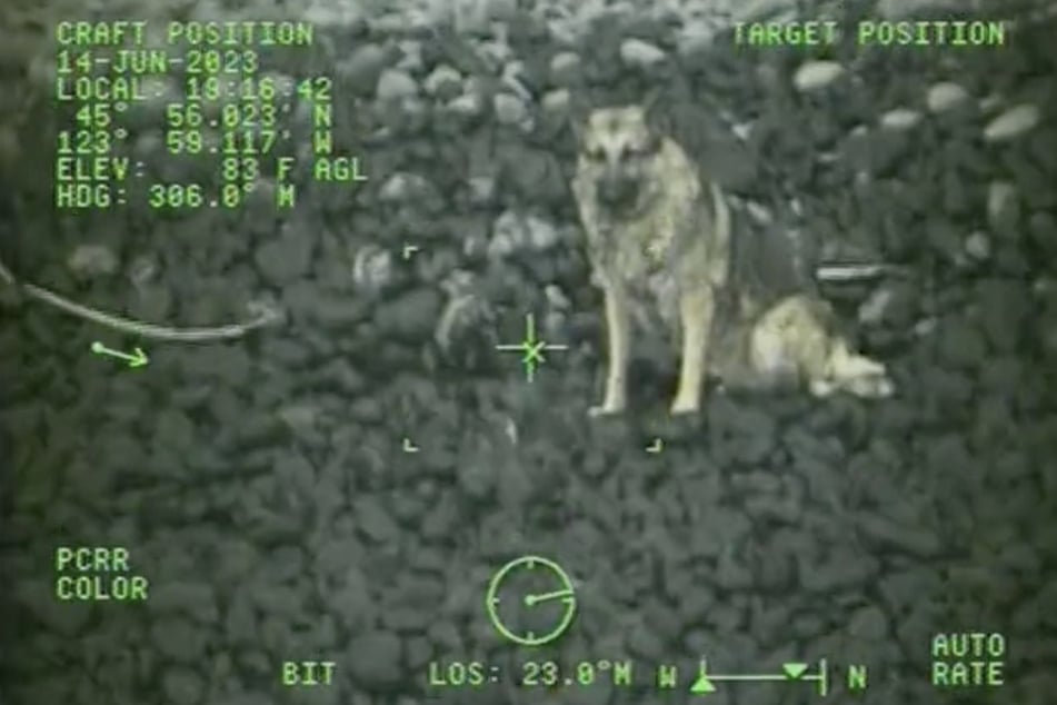 Der Deutsche Schäferhund sitzt hilflos an dem Strand und wartet auf Rettung.