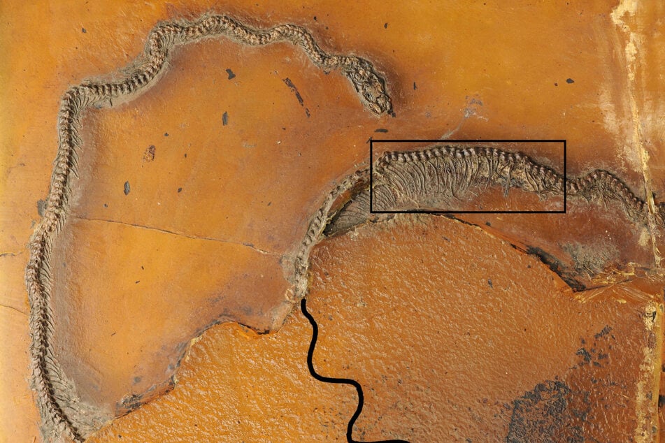 Sensations-Fund in Hessen: Was diese 47 Millionen Jahre alte Schlange belegt