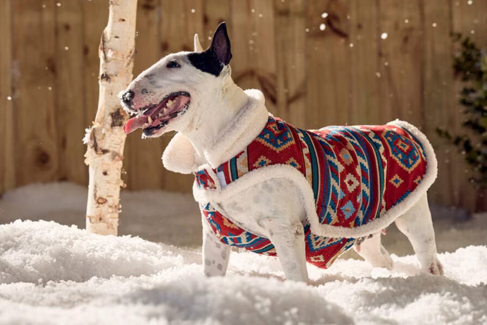 Chewy knows how to keep your four-legged friends warm this winter