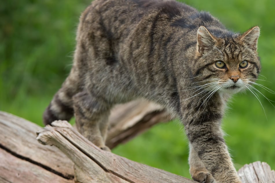 Schottische Wildkatze "funktionell ausgestorben": Forscher legen dramatische Erkenntnisse vor