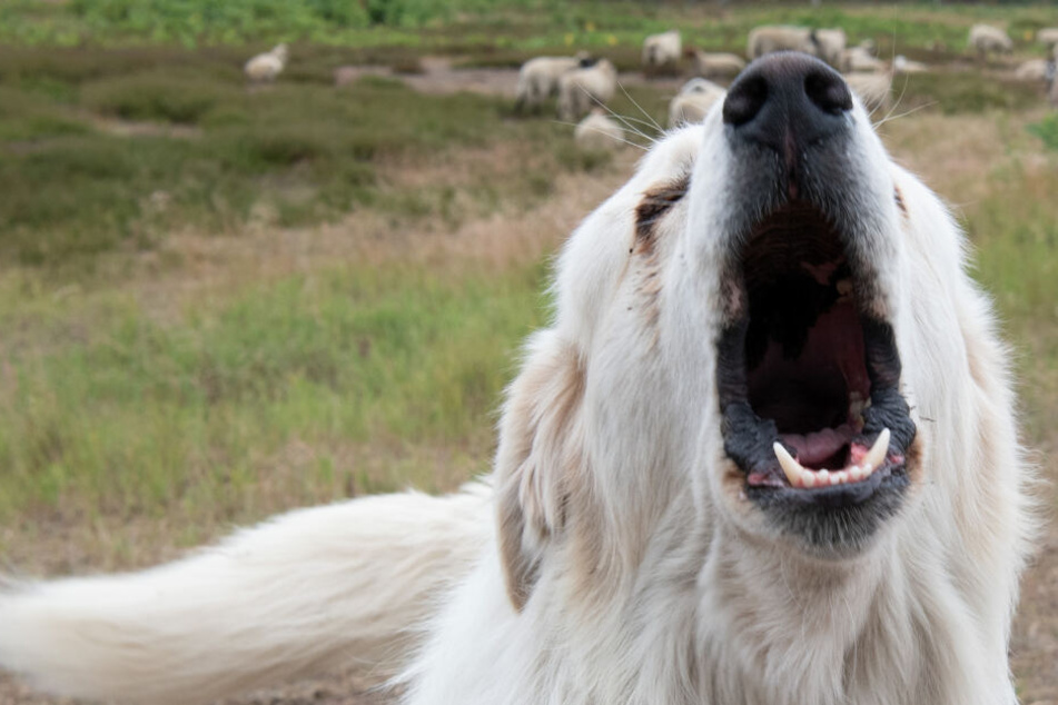 Die Hunde griffen den Mann an, als er sich mit ihrer Besitzerin unterhielt. (Symbolbild)