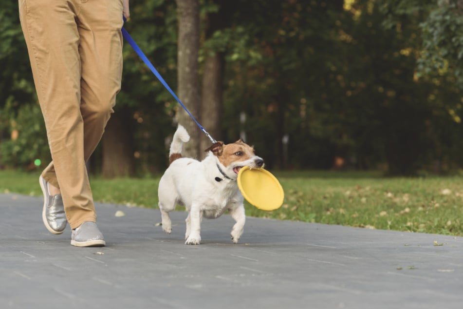 Give your dog a toy to chew instead of the leash, or something to carry.