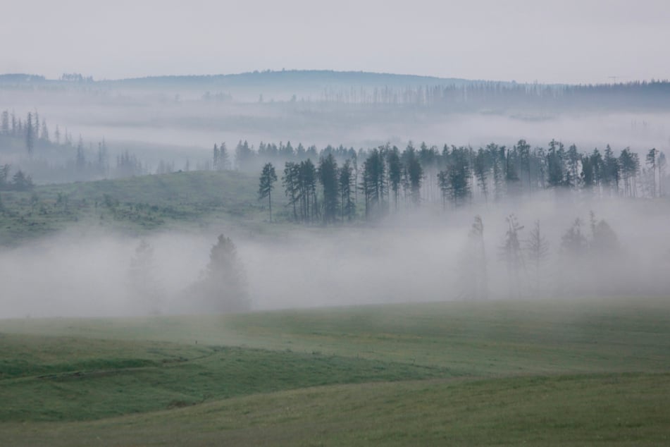 Im Harz spielt sich so manches Naturschauspiel ab. Damit das Gebirge weiterhin so magisch bleibt, müssen viele Menschen mithelfen.