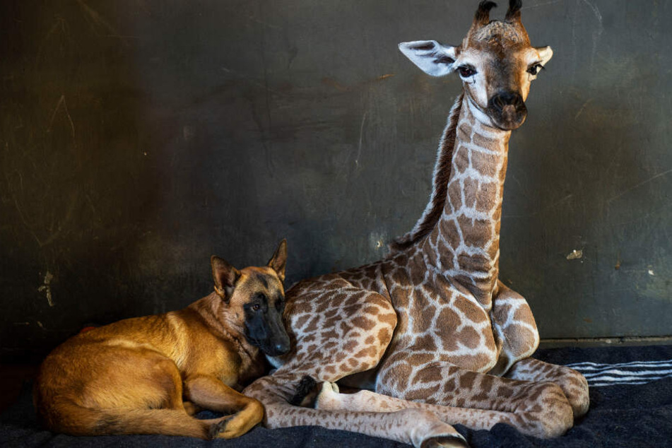 Giraffe Jazz hatte sich mit Hund Hunter angefreundet. Der Vierbeiner bleibt nun trauernd zurück.