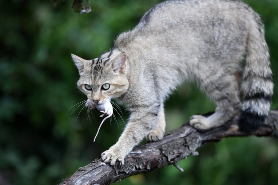 Eigentlich leben in dem Dorf Wildkatzen, zeigen sich dort den Besuchern.