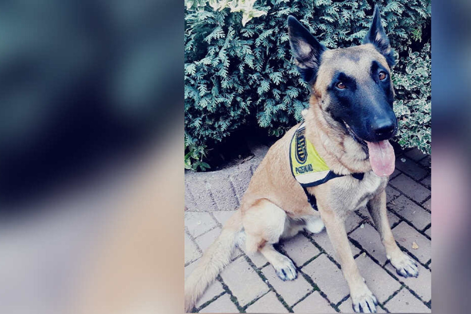 Flächensuchhund "Hotdog" fand die Frau am Mittwochabend.