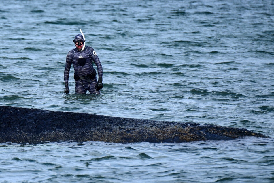 Robert Marc Lehmann (43) war am Donnerstag zu dem damals noch am Timmendorfer Strand gestrandeten Wal getaucht.