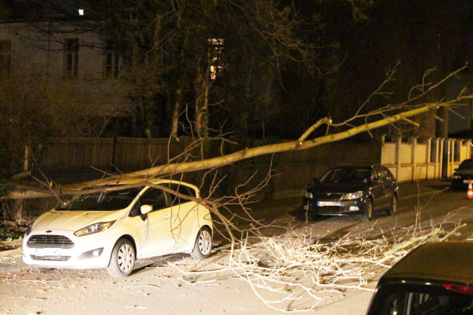 Da war's passiert: Der Baum kippte in der Blumenstraße auf die falsche Seite und krachte auf einen Ford Fiesta.
