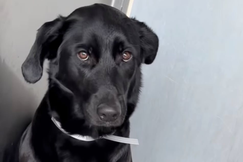 Die arme Mila war höchst verängstigt.