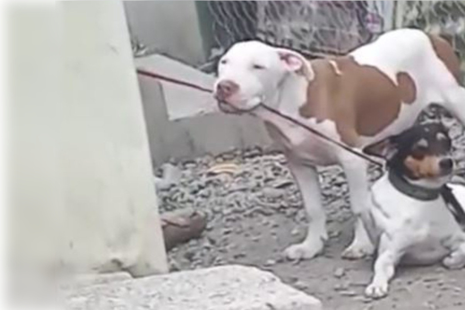 Dog saves puppy with heart-stopping escape – but the reason fools TikTok!