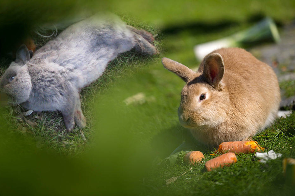 Die 13 Kaninchen überlebten den Hessentag nicht. (Symbolbild)
