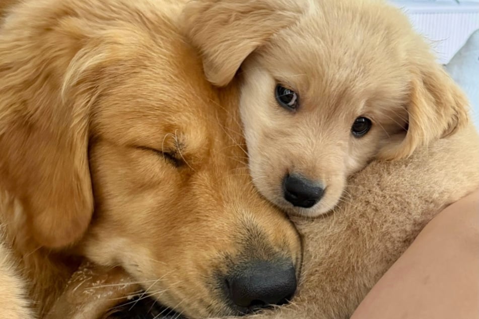 Wenn sie eine Pause brauchen, kuscheln die Fellnasen gemeinsam.