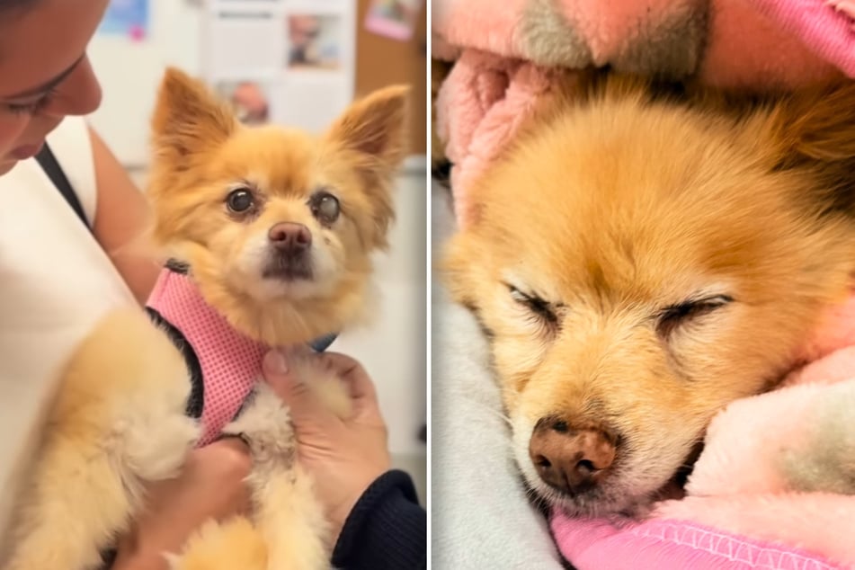 Tierheim-Frau prüft Mikrochip von 17 Jahre altem Hund: Ergebnis schockt sie