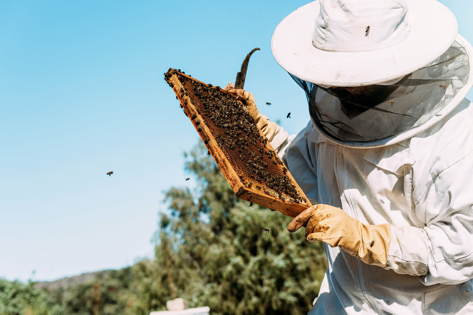 Beekeepers are now using GPS trackers and other safety measures to protect their hives (stock image).
