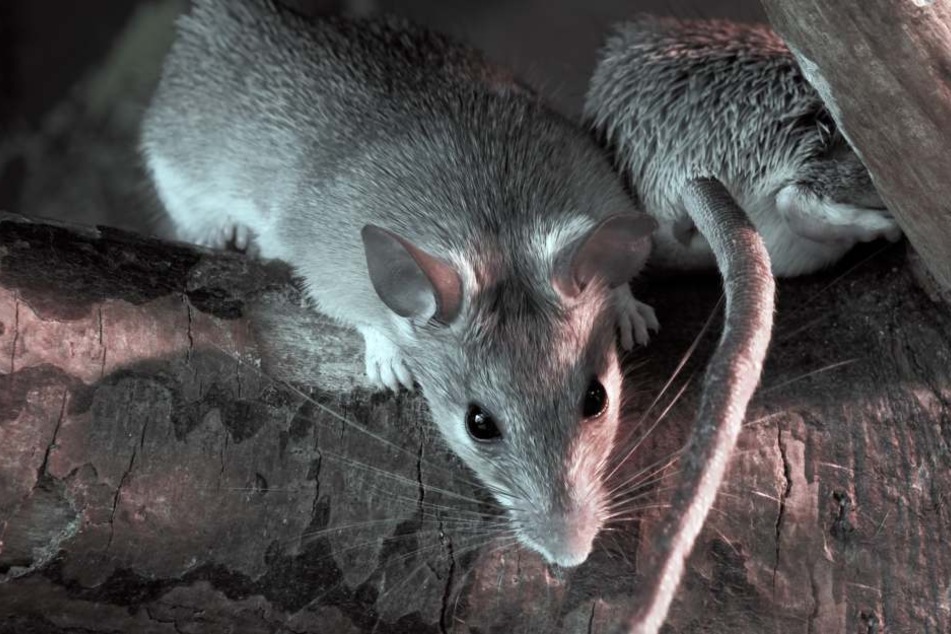 Die Ratten wurden in einigen Polizei-Büros sogar fotografiert. (Symbolbild)