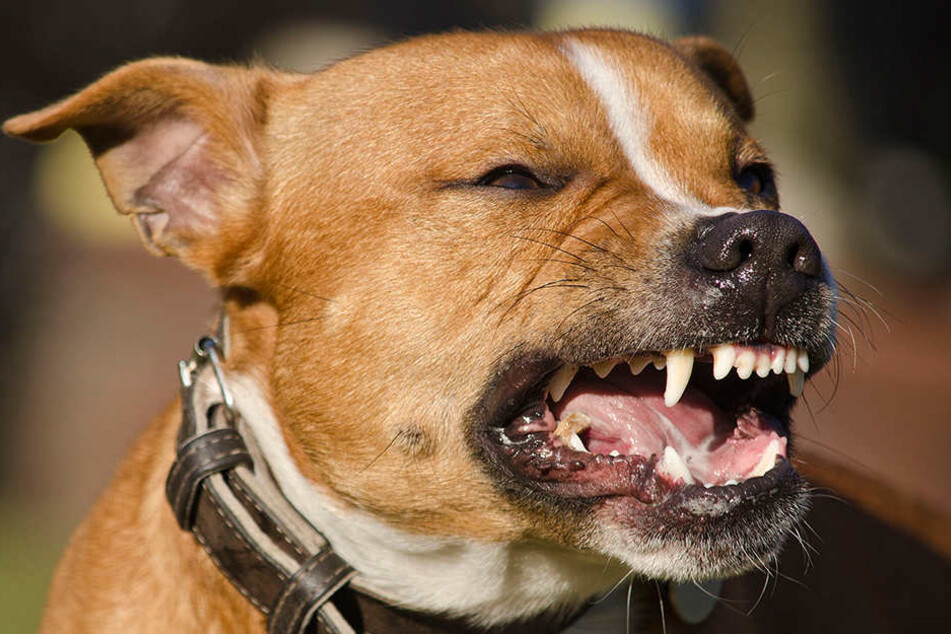 Nach einem Hunde-Angriff sei es möglich, dass der Hund beschlagnahmt werden kann.
