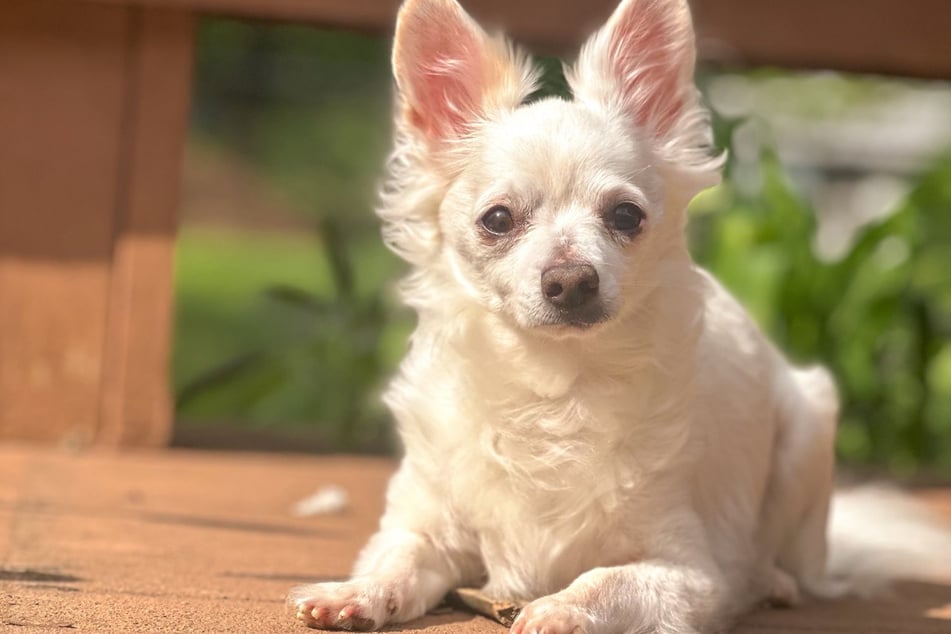 Peep wartet in seiner Pflegefamilie auf ein festes, neues Zuhause.