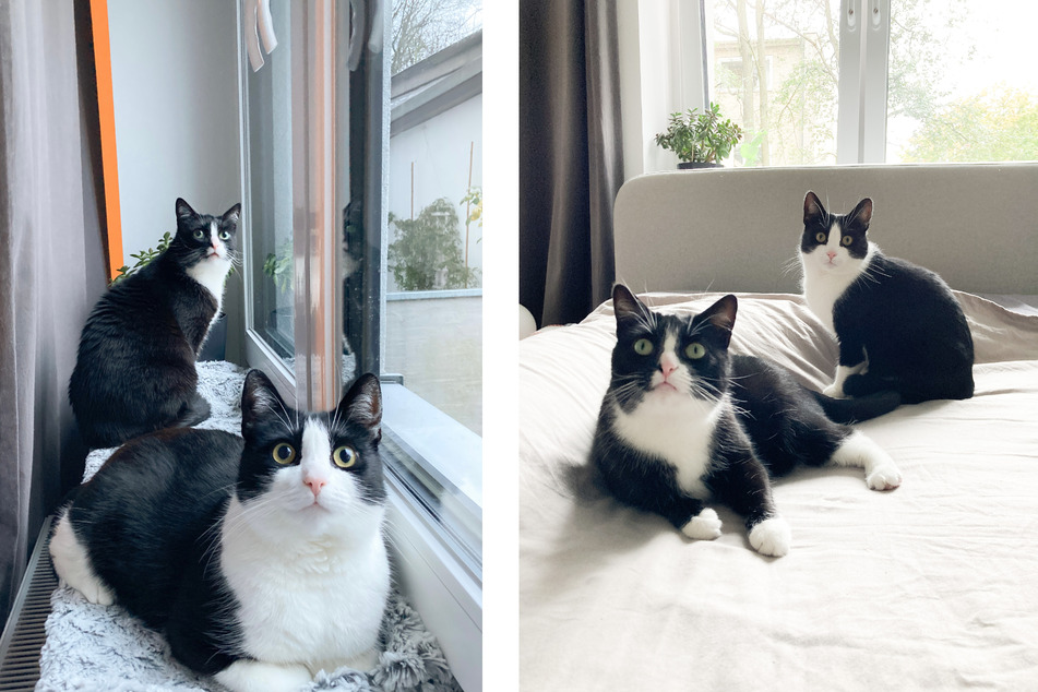Posieren für die Kamera können beide Katzen auf jeden Fall sehr gut – ist ja aber auch inzwischen ihr Nebenjob.