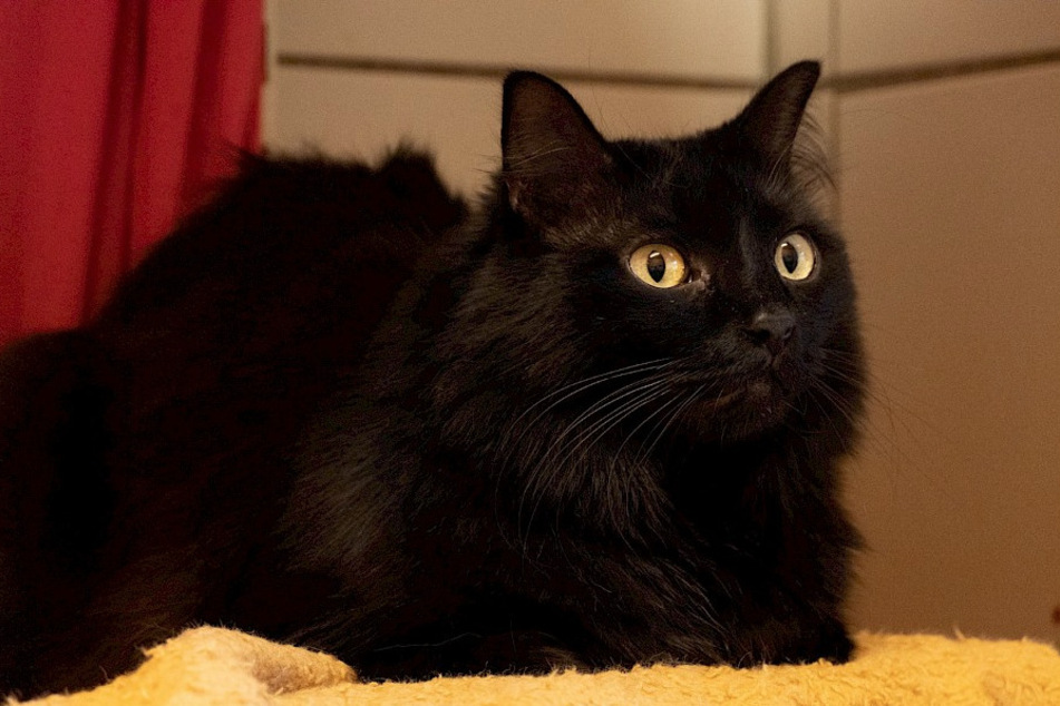 Der schwarze Kater Flori wartet im Tierheim Troisdorf auf neue, liebevolle Besitzer.